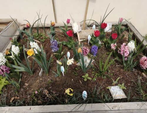 E’ PRIMAVERA ALLA SCUOLA DELL’INFANZIA DI CORNELIANO!